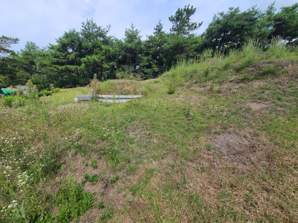 작업 전 사진 2 - 잡초가 무성한 묘역 주변 경사면