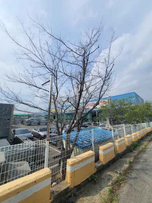 작업 전 사진 6 - 도로변 울타리 옆 나무와 잡초 구간